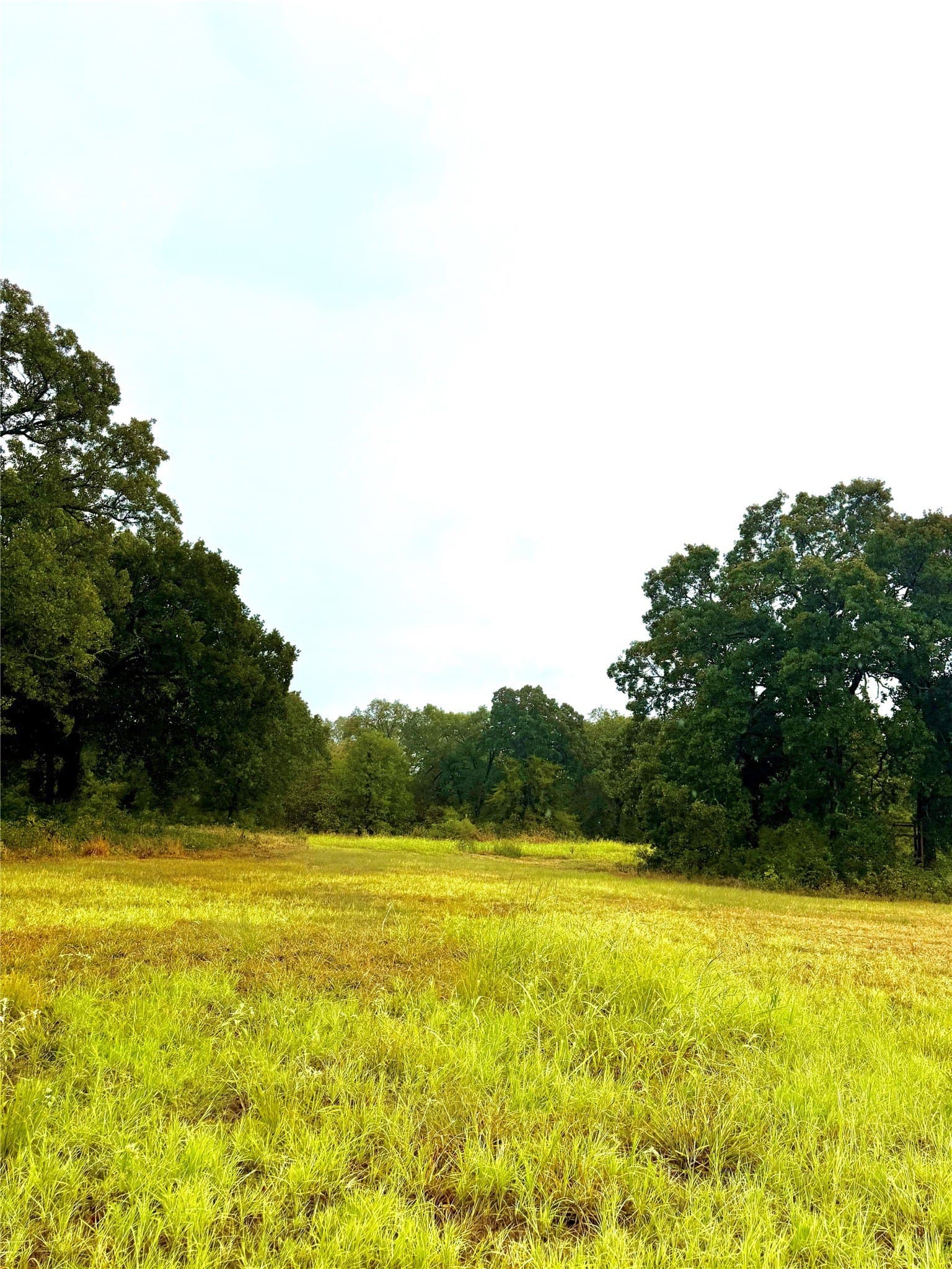 10.01 acres in Rains County - photo 4