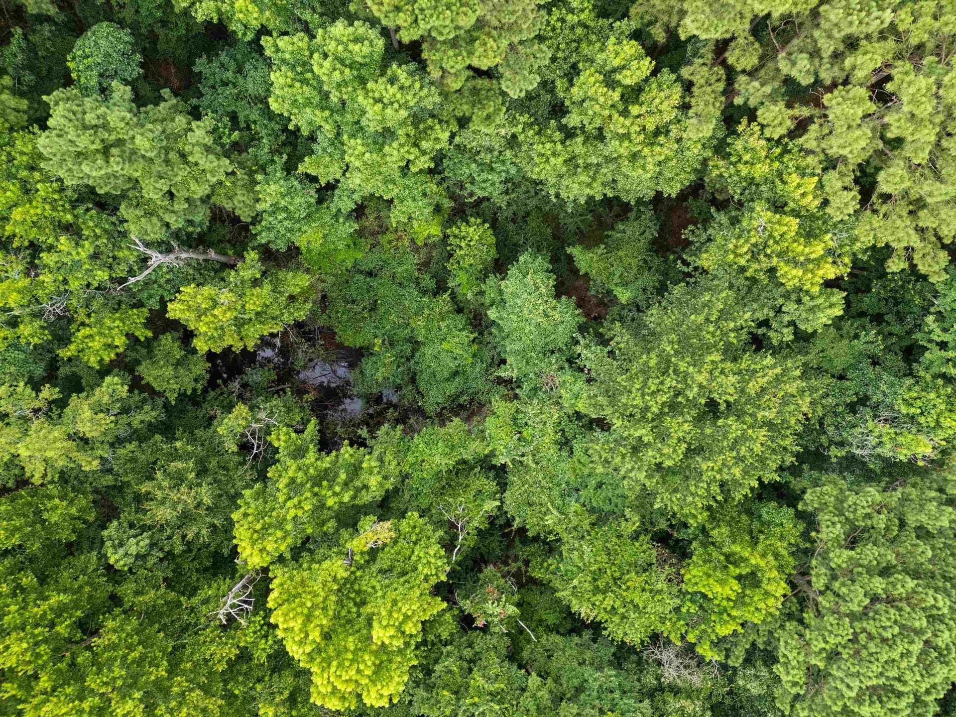 31.24 acres in Gregg County - photo 23