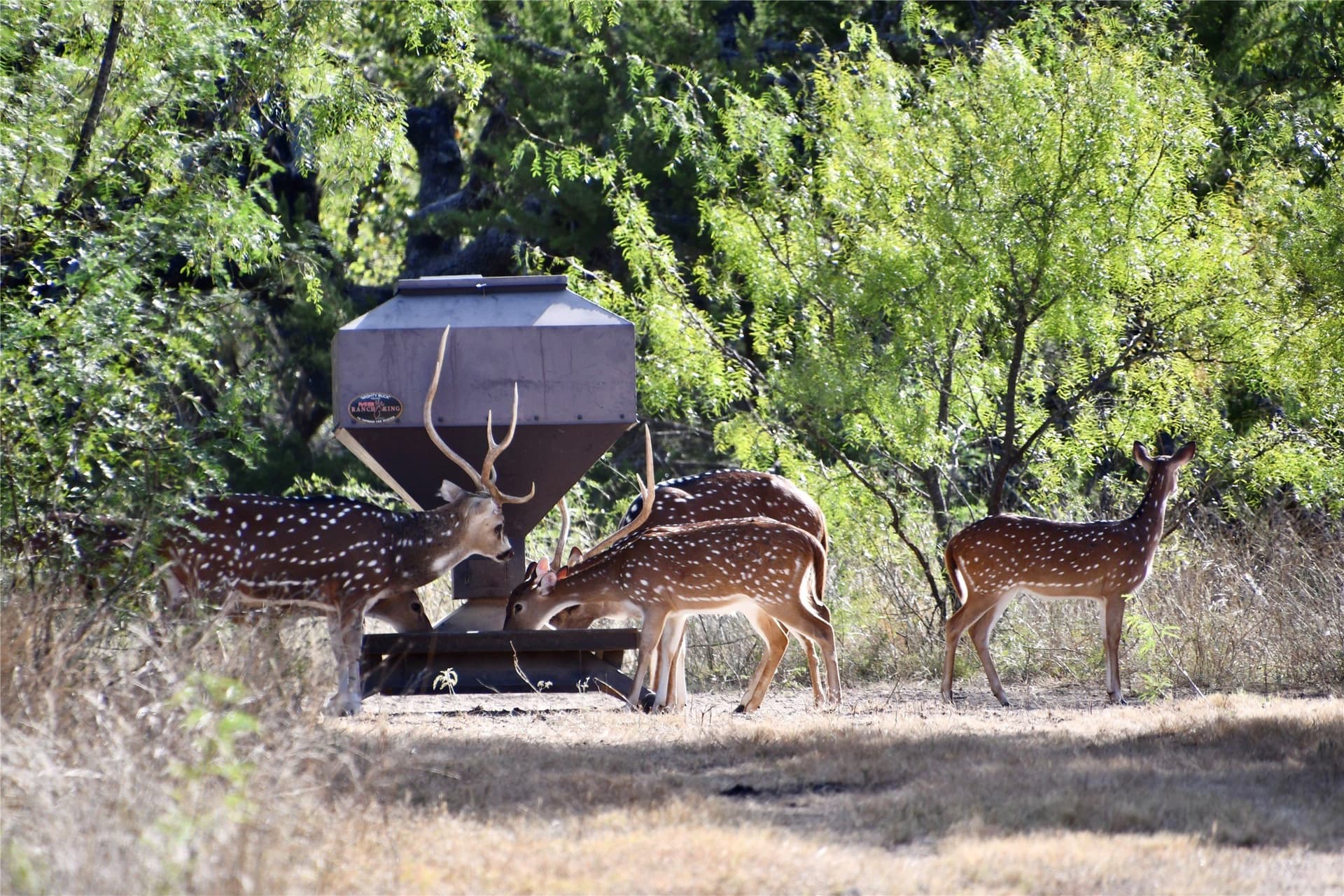 140 acres in Mills County - photo 9
