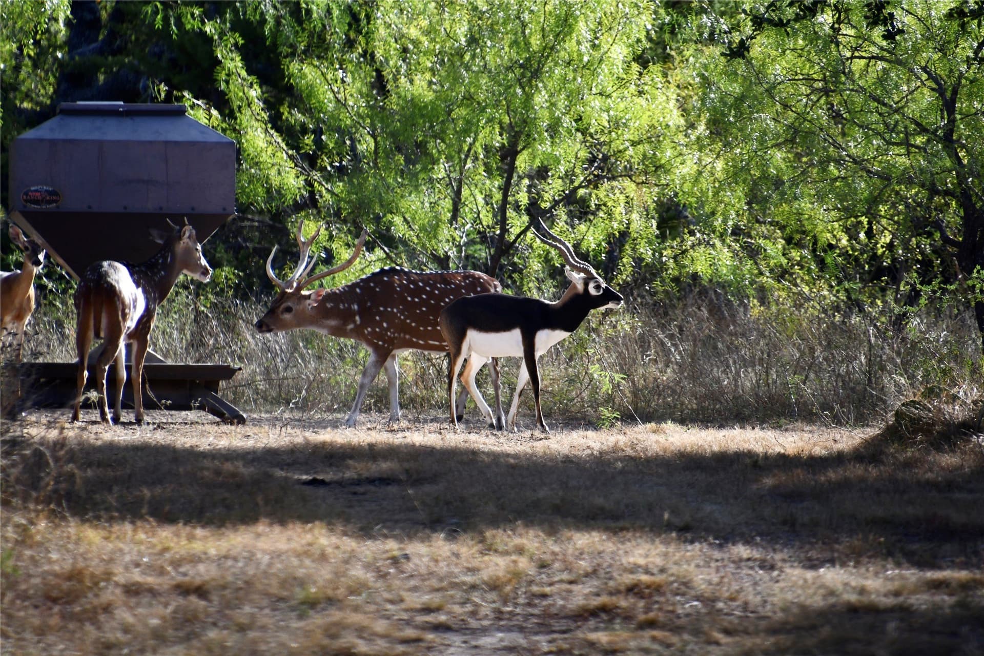 140 acres in Mills County - photo 11