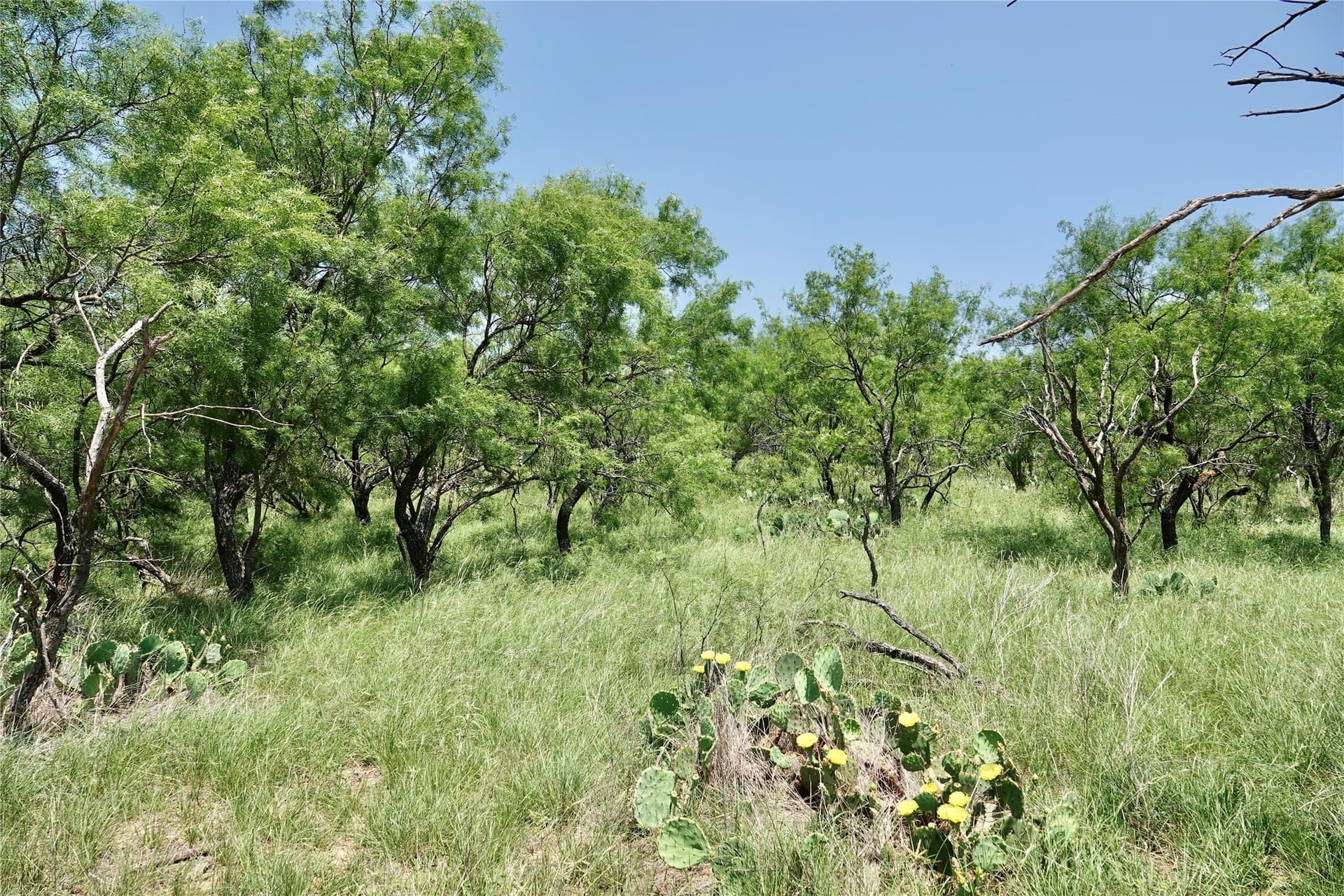140 acres in Mills County - photo 21