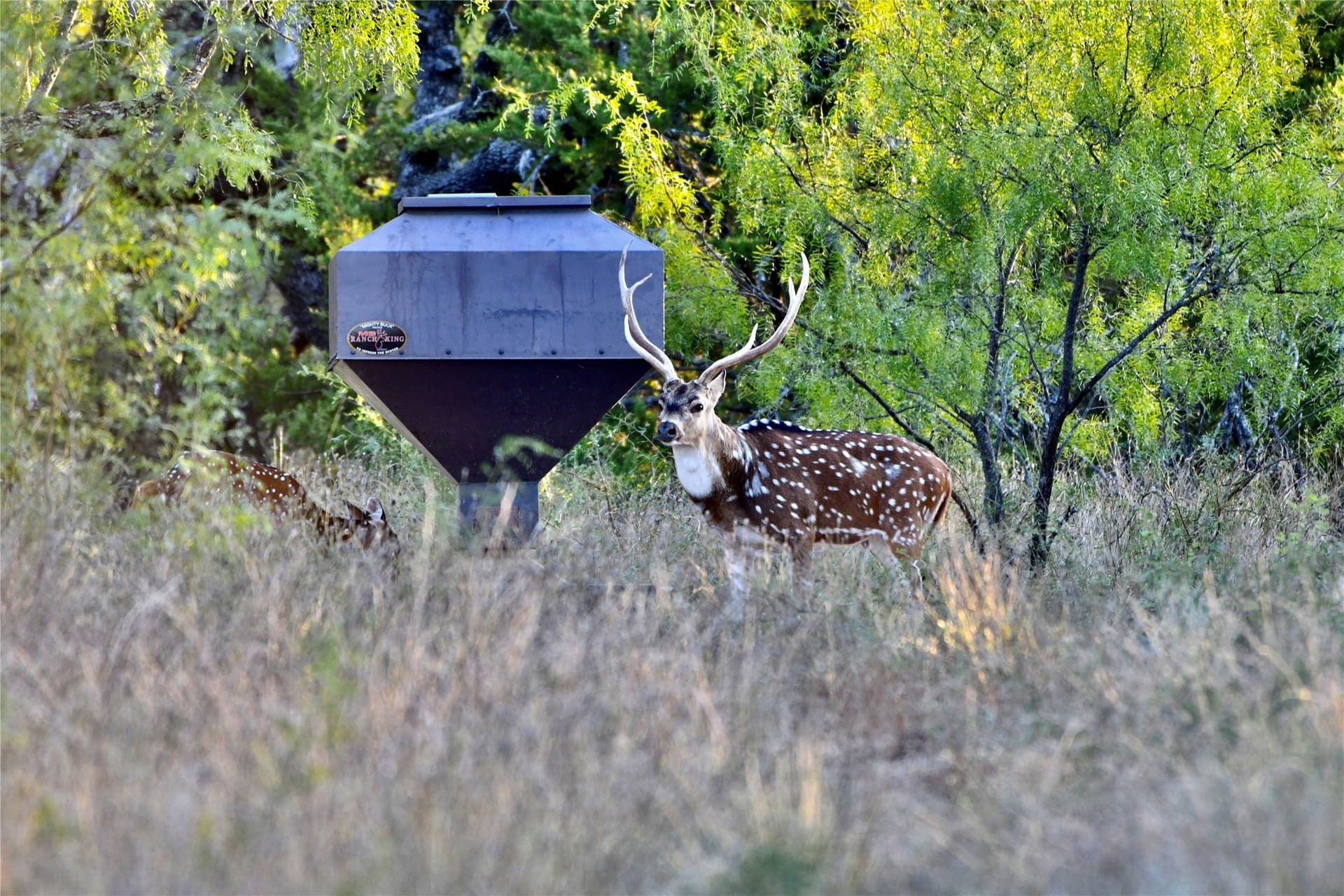 140 acres in Mills County - photo 3