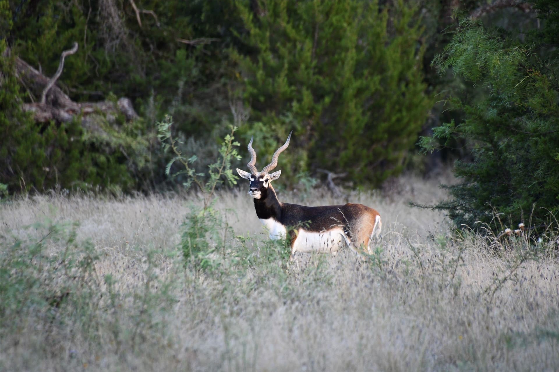 140 acres in Mills County - photo 2