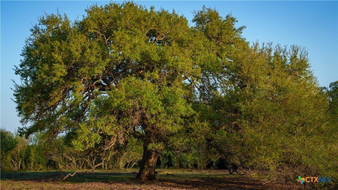 450 acres in Goliad County - photo 19