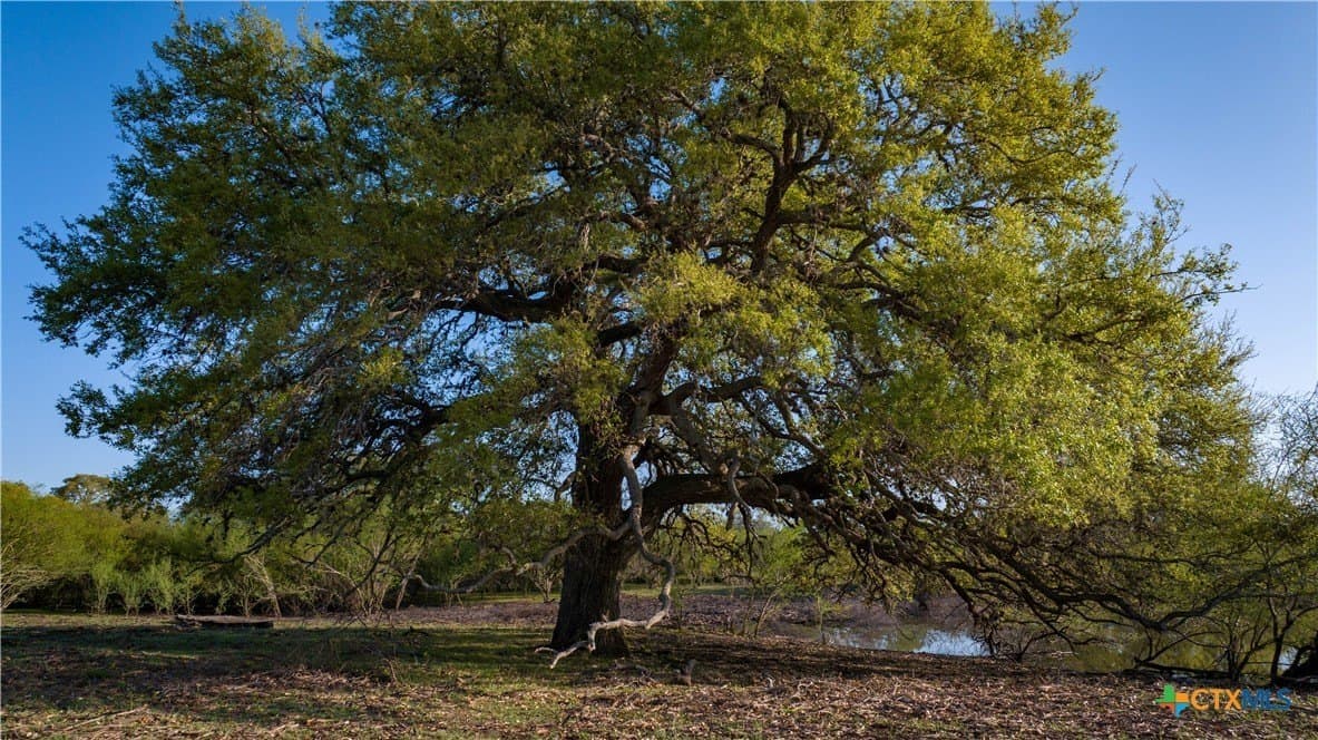 450 acres in Goliad County - photo 45