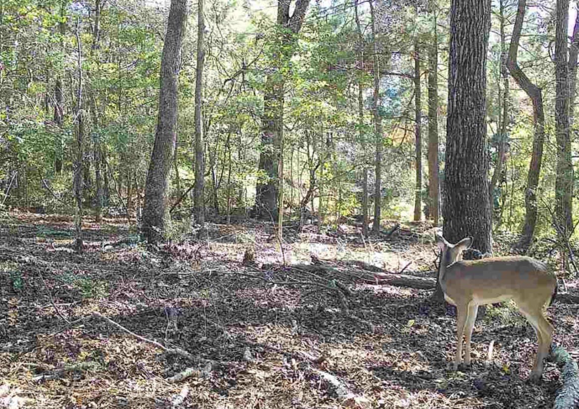 17.65 acres in Leon County - photo 2
