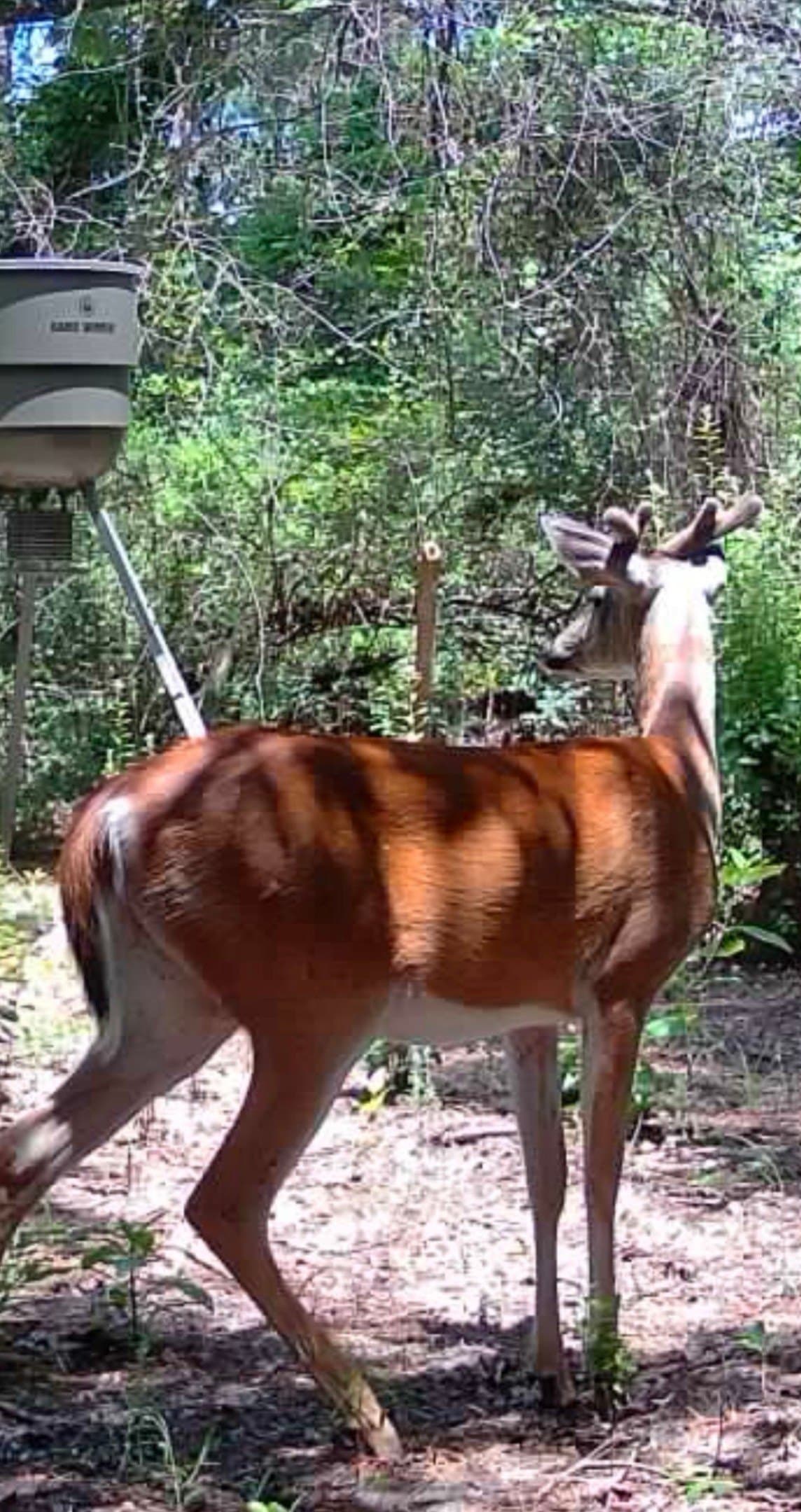 17.65 acres in Leon County - photo 4
