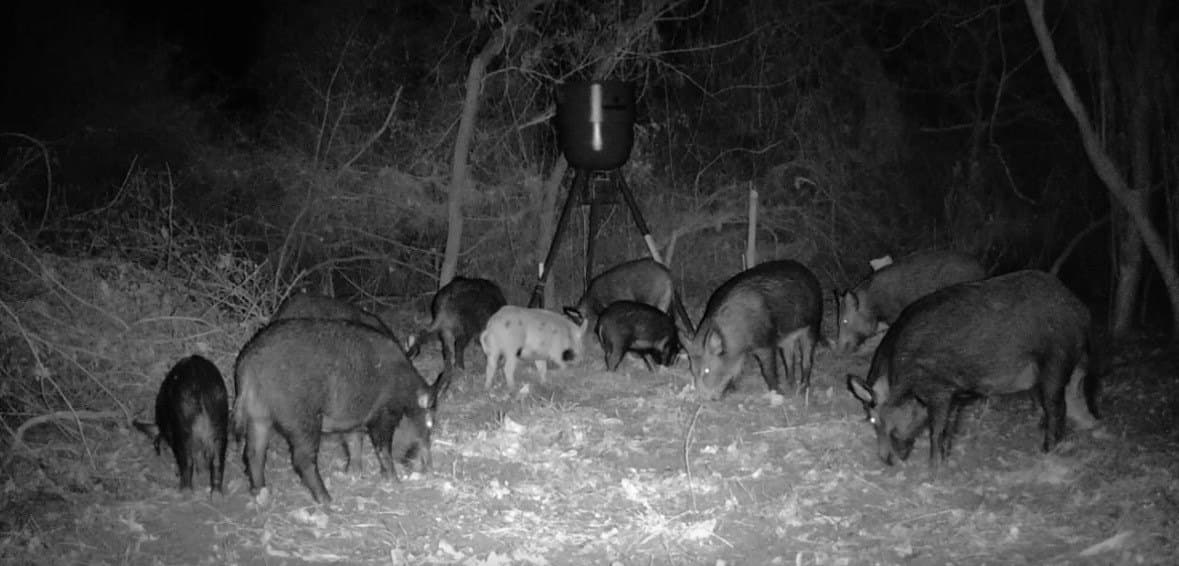 17.65 acres in Leon County - photo 6