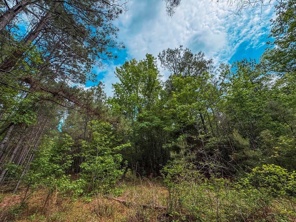 25 acres in ANDERSON County - photo 19