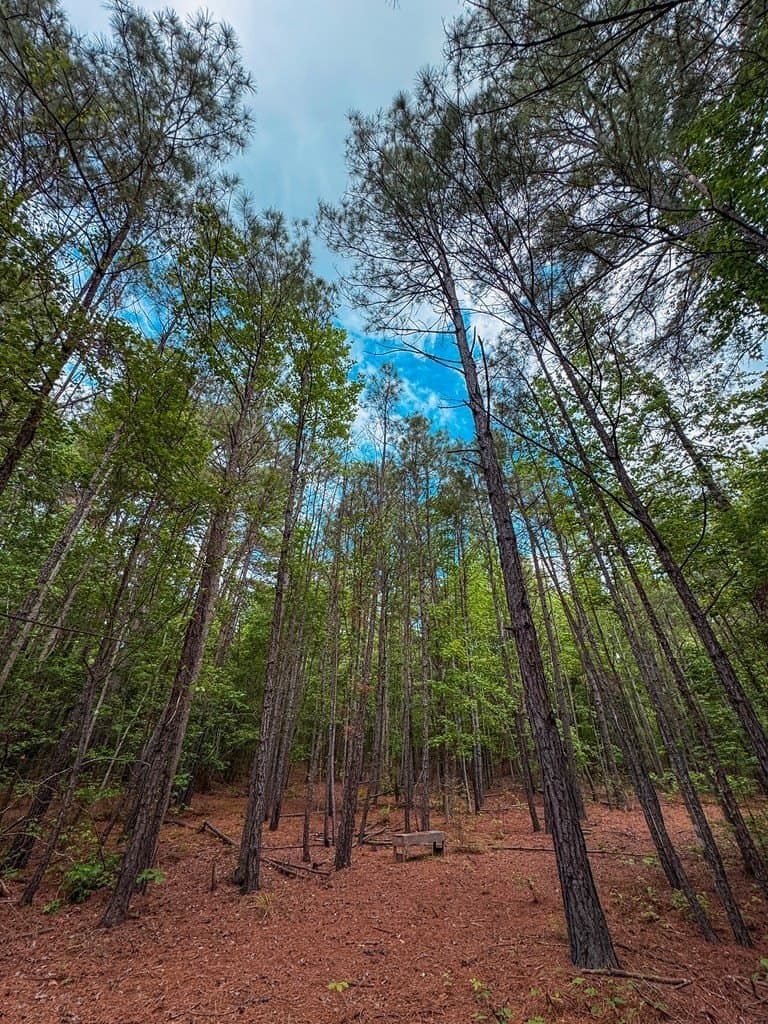 25 acres in ANDERSON County - photo 9