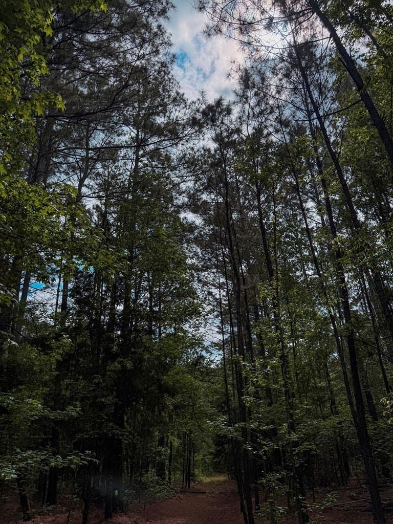 25 acres in ANDERSON County gallery image 3