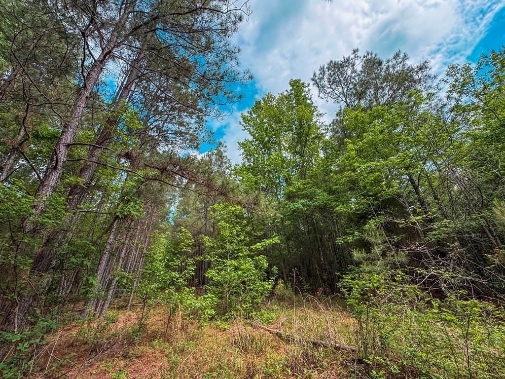 25 acres in ANDERSON County - photo 18