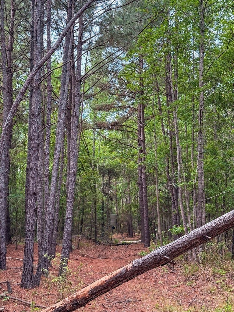 25 acres in ANDERSON County - photo 7