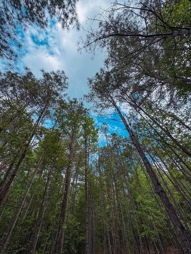 25 acres in ANDERSON County - photo 10