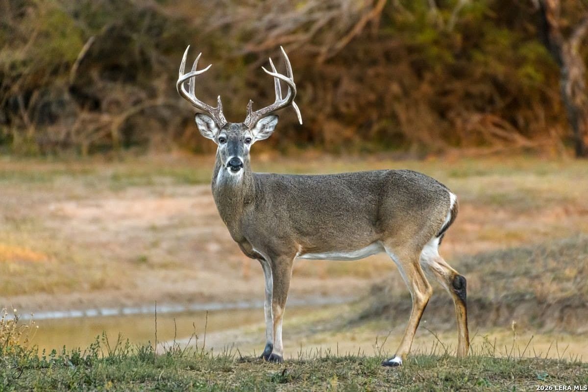 485 acres in Starr County gallery image 4