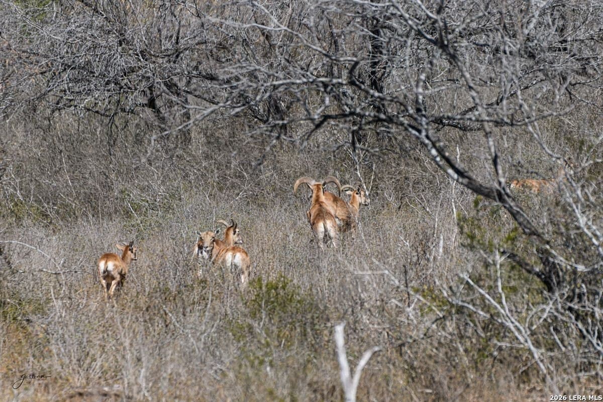 485 acres in Starr County - photo 18