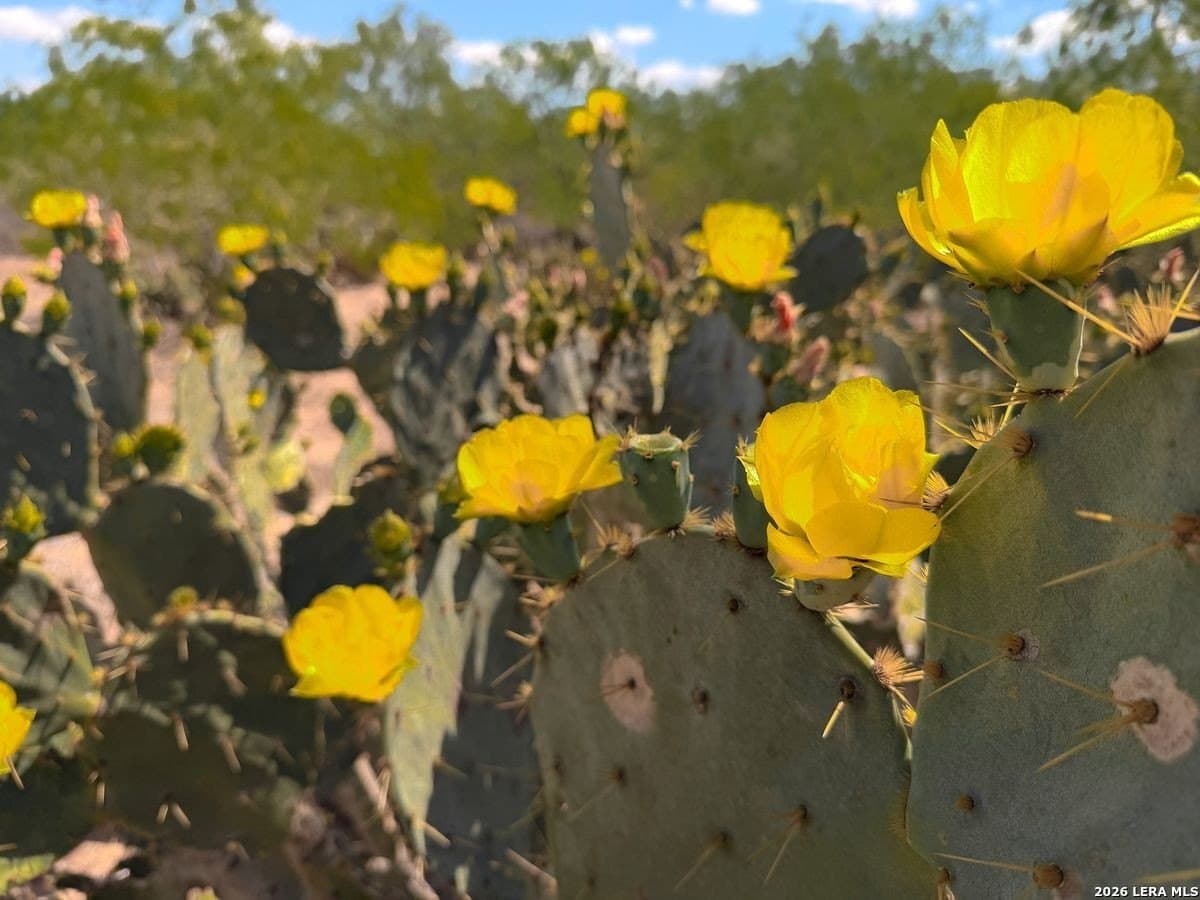 485 acres in Starr County - photo 43