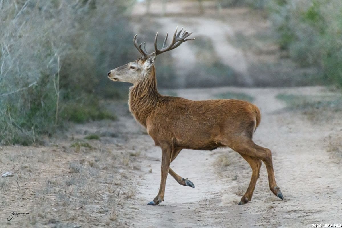 485 acres in Starr County
