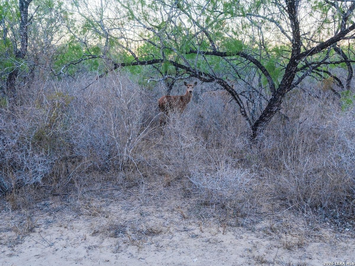 485 acres in Starr County - photo 29
