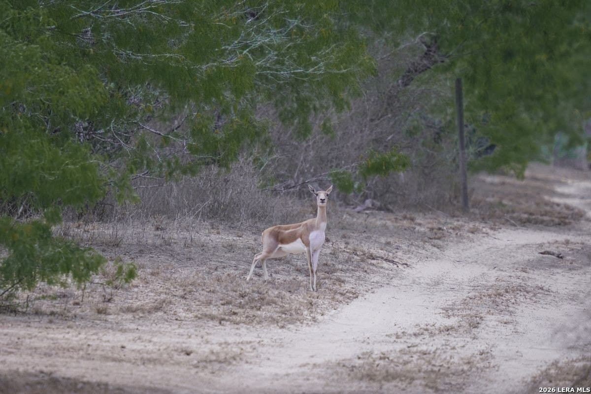 485 acres in Starr County - photo 30