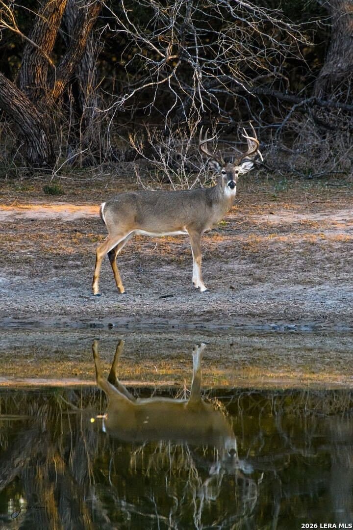 485 acres in Starr County - photo 21