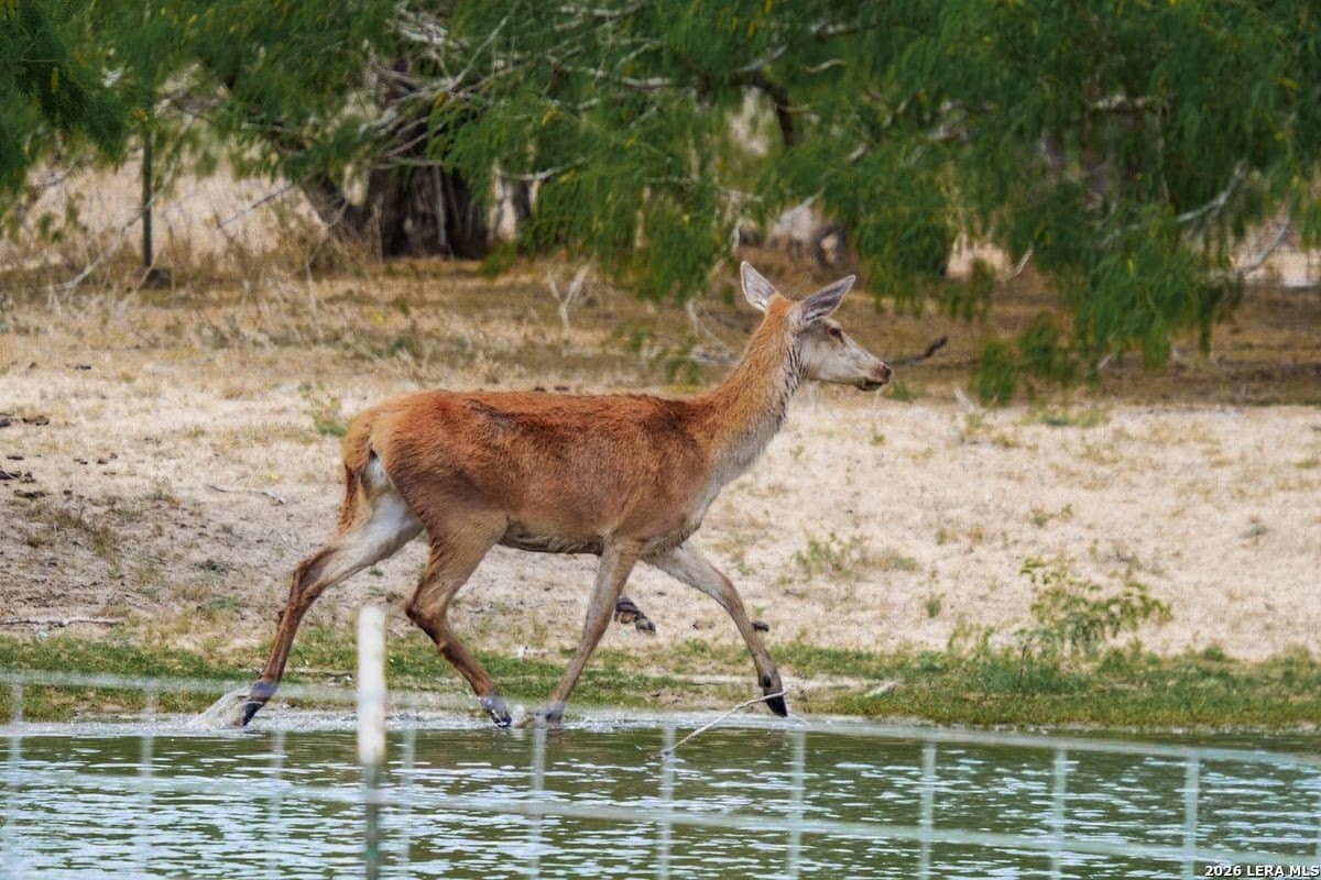 485 acres in Starr County - photo 19