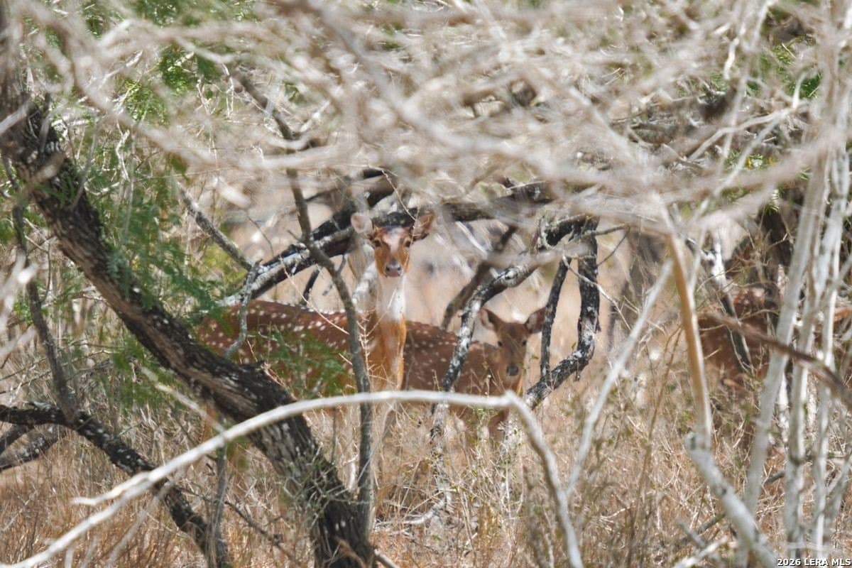 485 acres in Starr County - photo 32