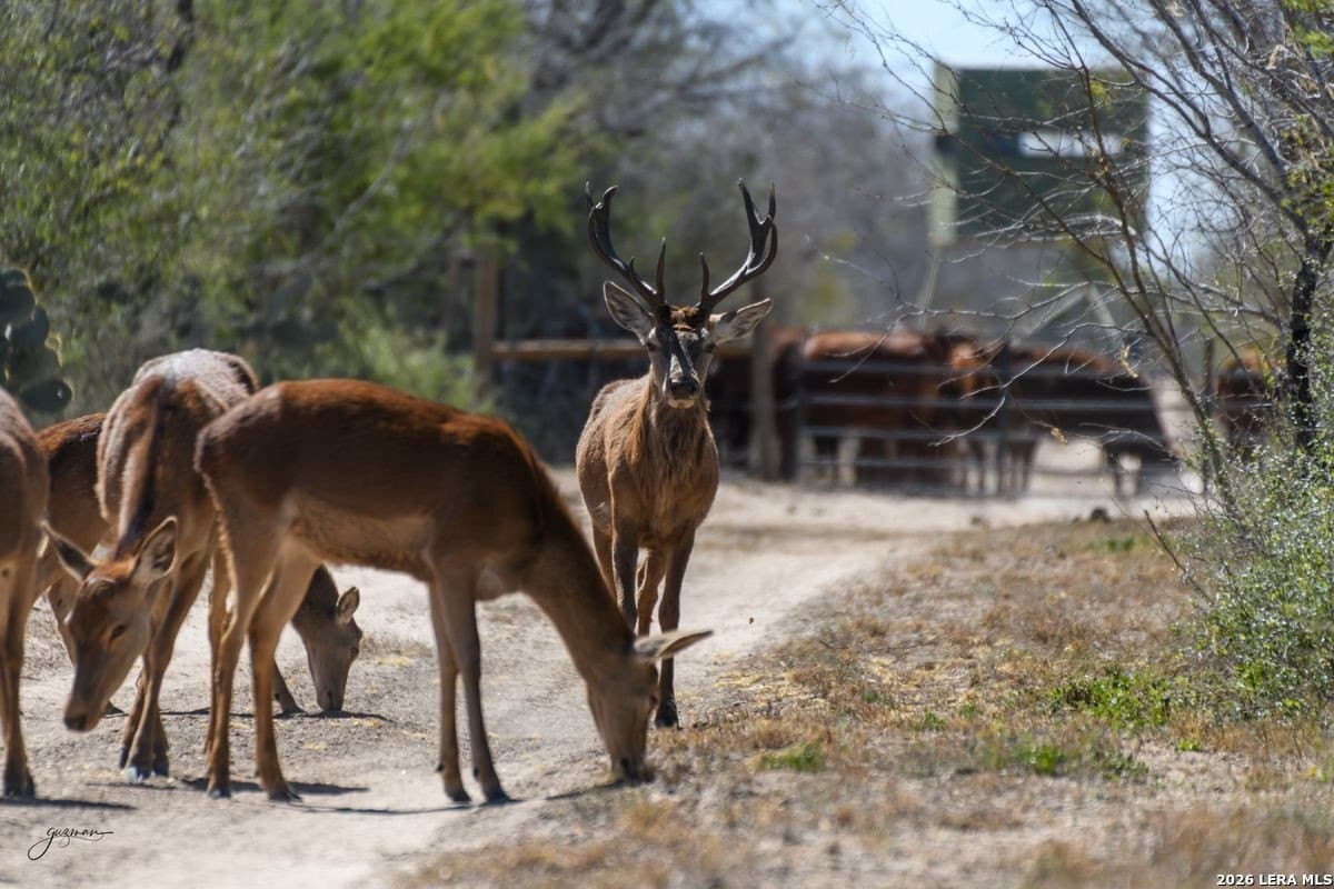 485 acres in Starr County - photo 22
