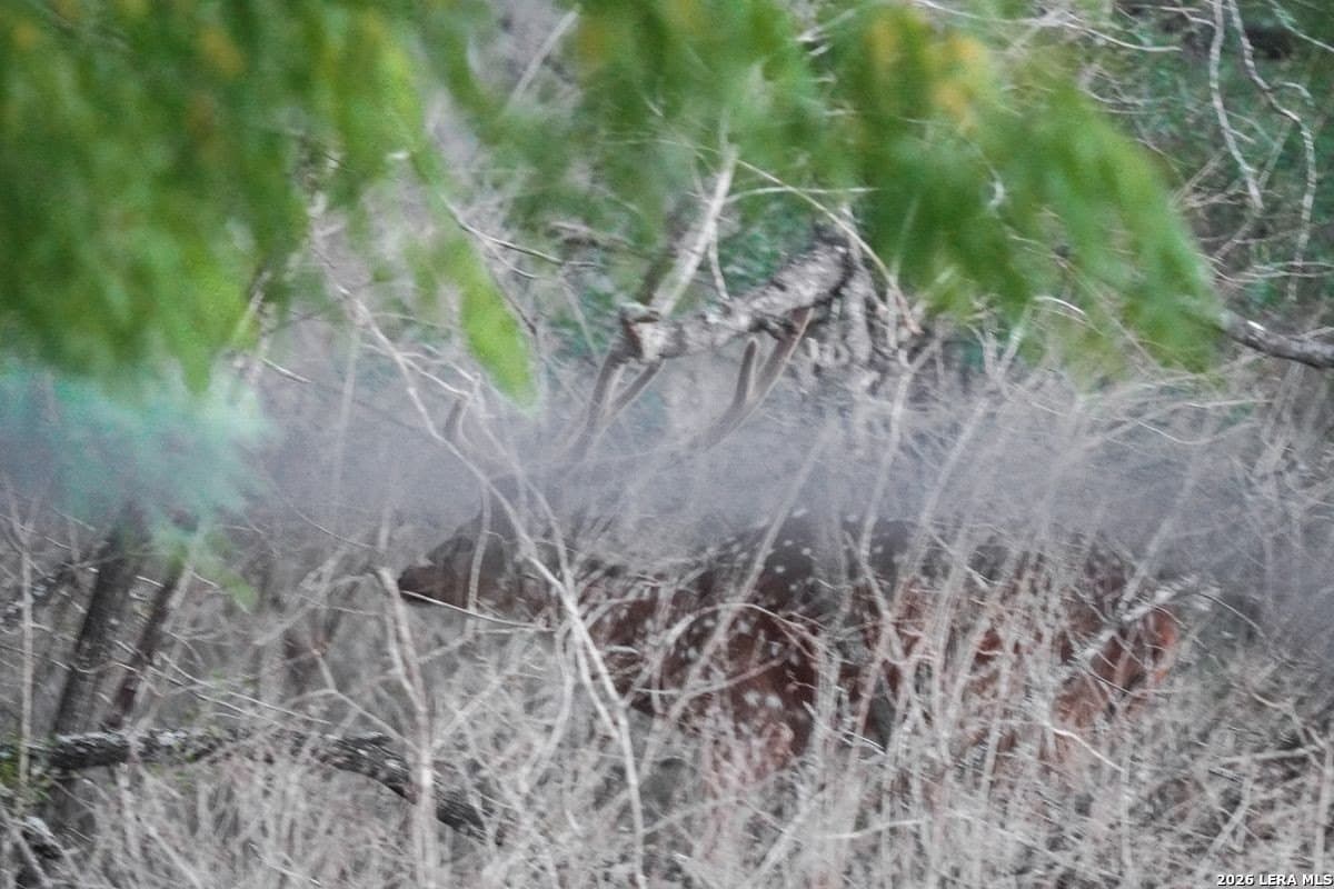 485 acres in Starr County - photo 31