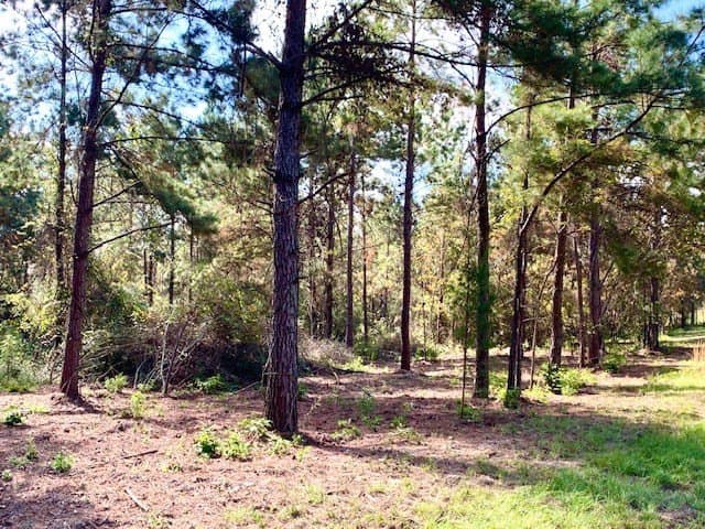 38.3 acres in Texas County gallery image 3