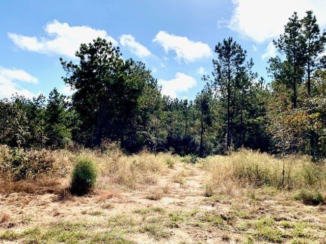 38.3 acres in Texas County featured view