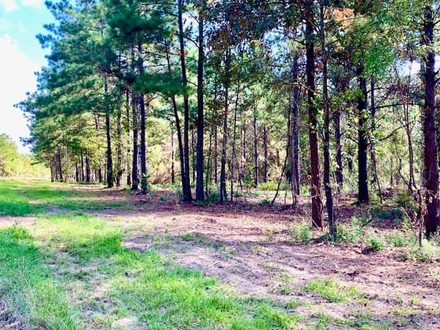 38.3 acres in Texas County gallery image 2