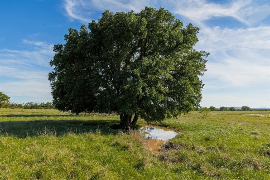 272 acres in Coleman County gallery image 2