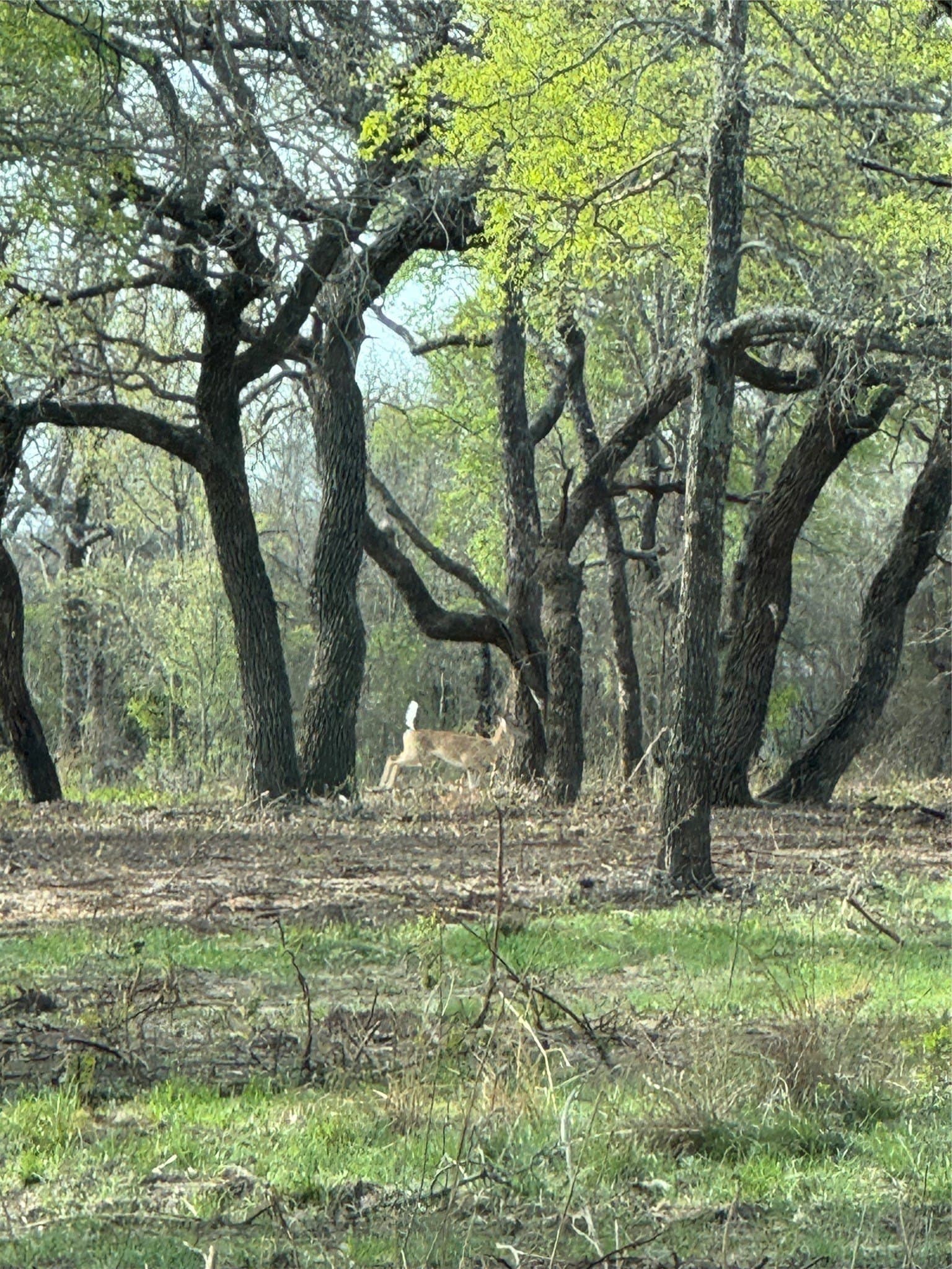 30.28 acres in Erath County - photo 15
