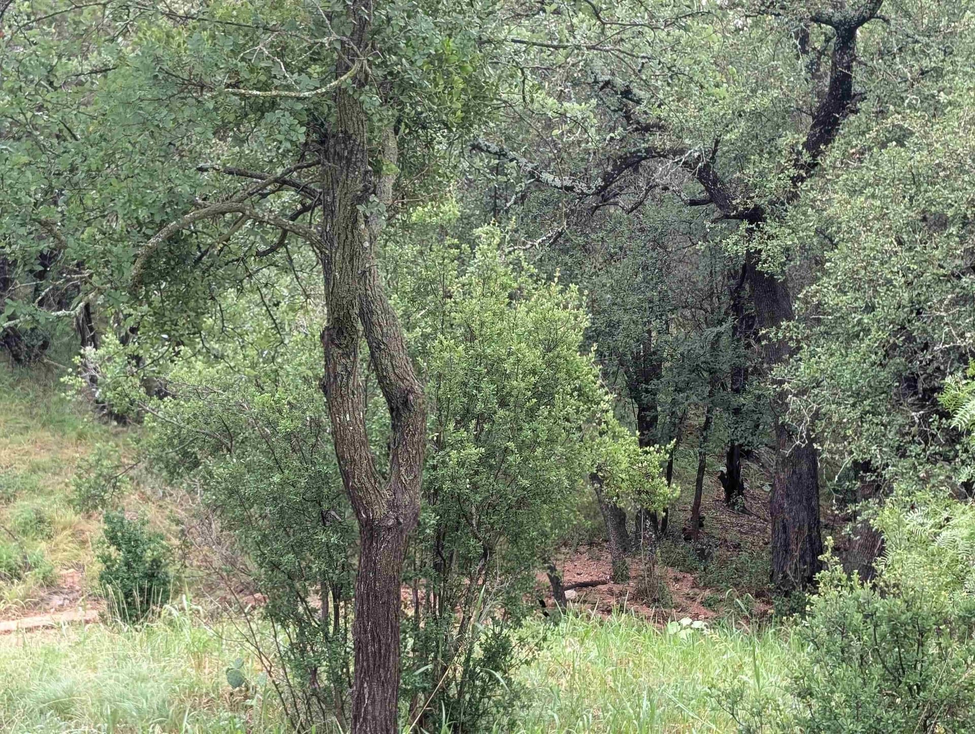 0.4 acres in Burnet County - photo 2