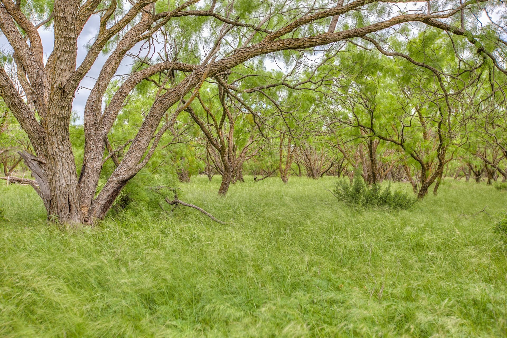 86.23 acres in Runnels County - photo 45
