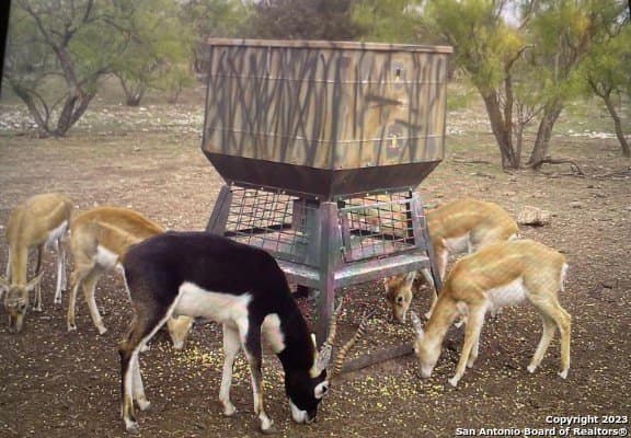 52.03 acres in Schleicher County gallery image 3