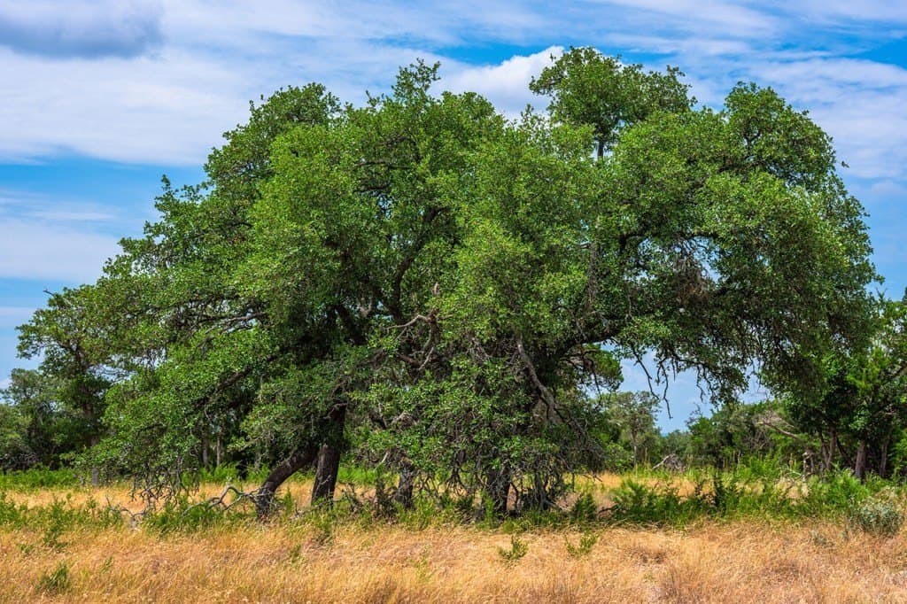 140.28 acres in Gillespie County gallery image 2