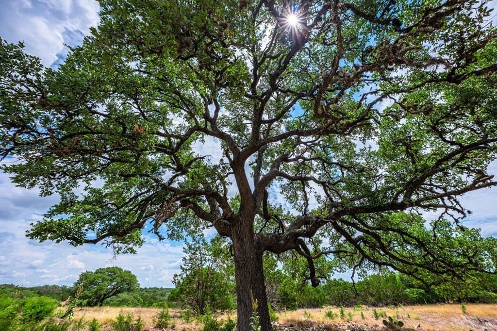 140.27 acres in Gillespie County - photo 28