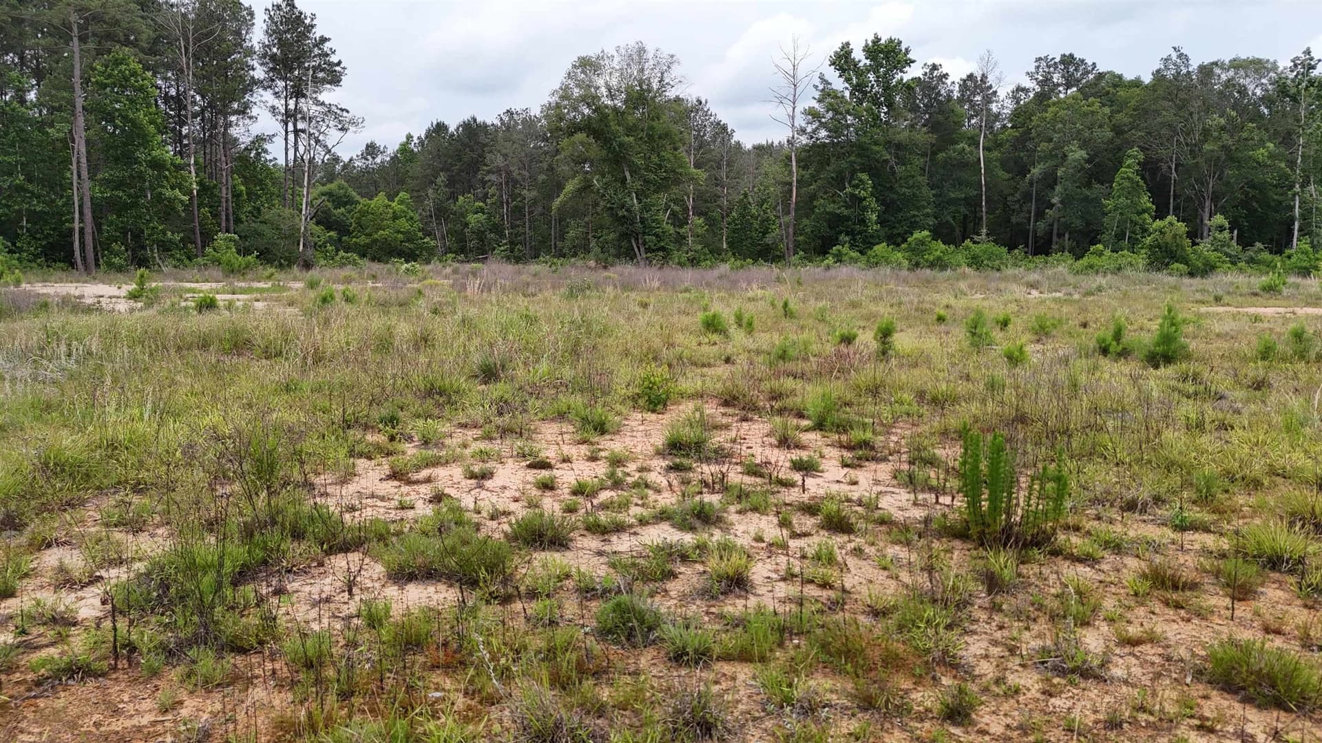 16.3 acres in Texas County - photo 23