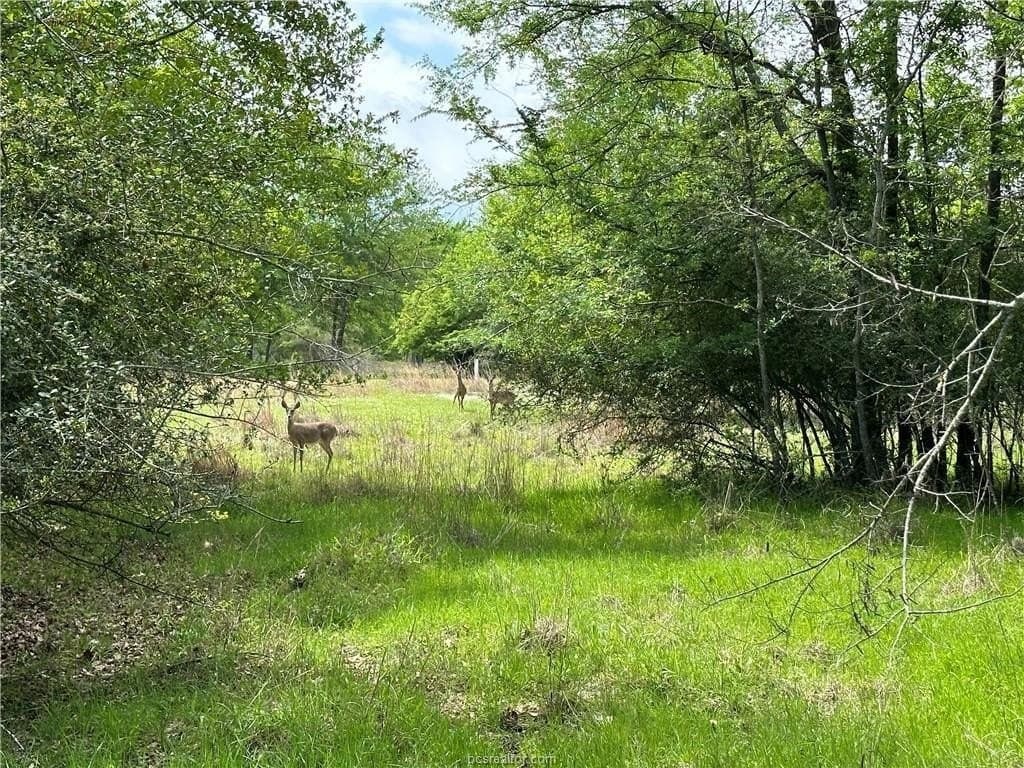 2 acres in Robertson County featured view