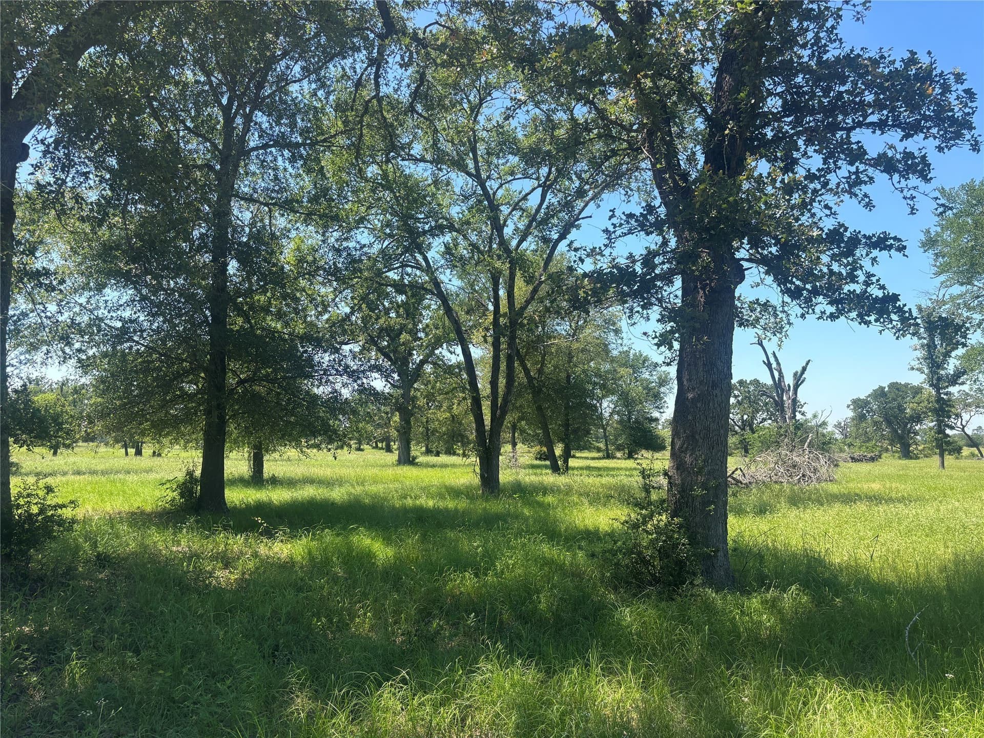 76.26 acres in Limestone County - photo 15
