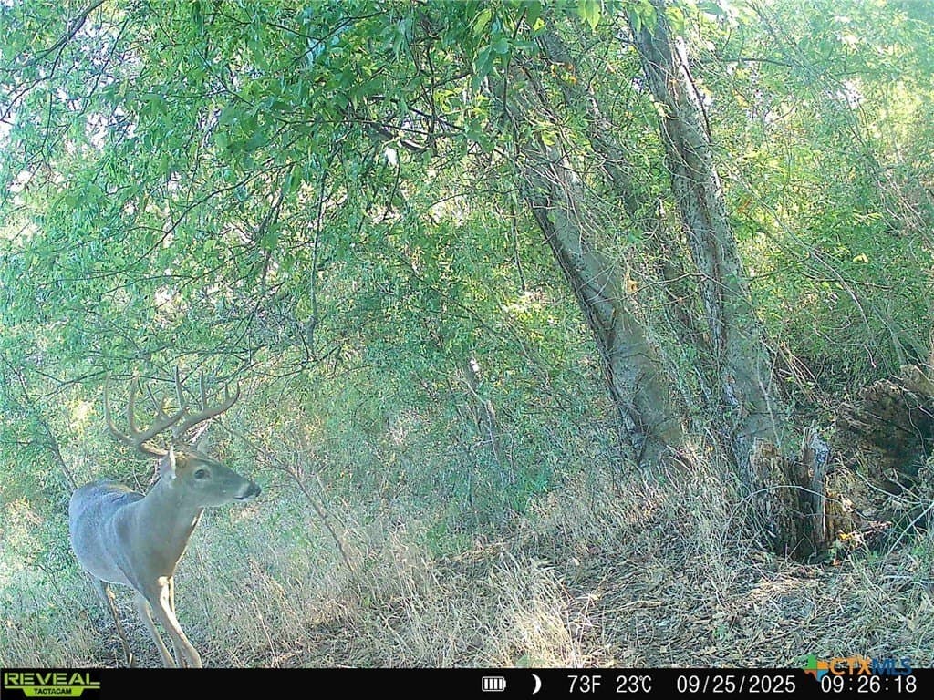 18.94 acres in Milam County gallery image 3