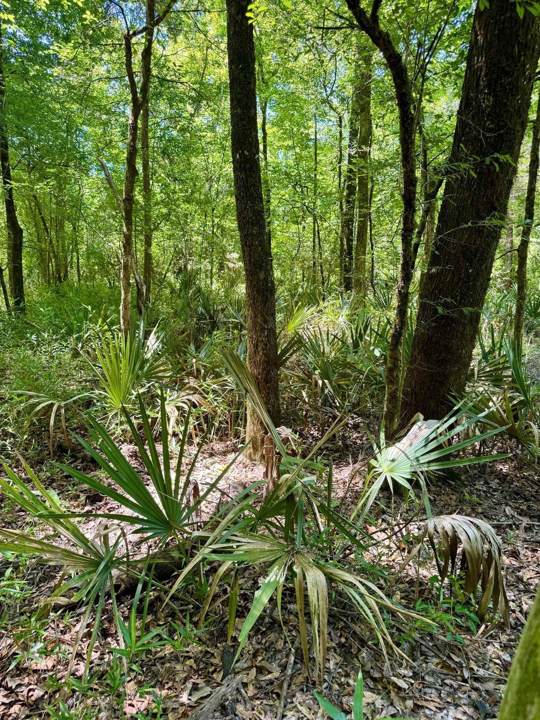 103.53 acres in Panola County - photo 10