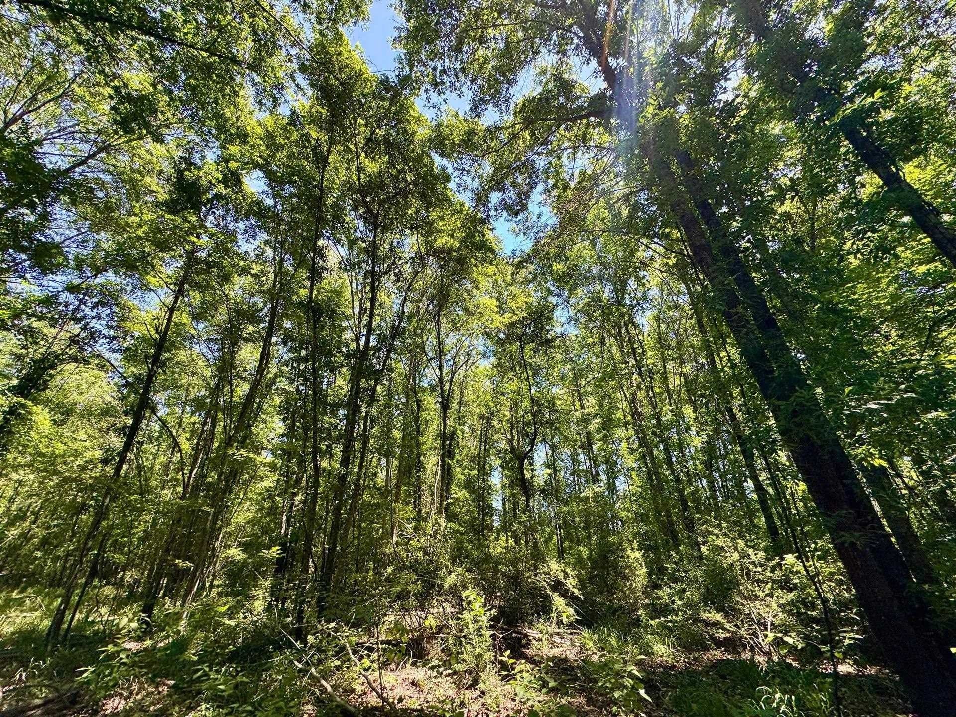 103.53 acres in Panola County - photo 14