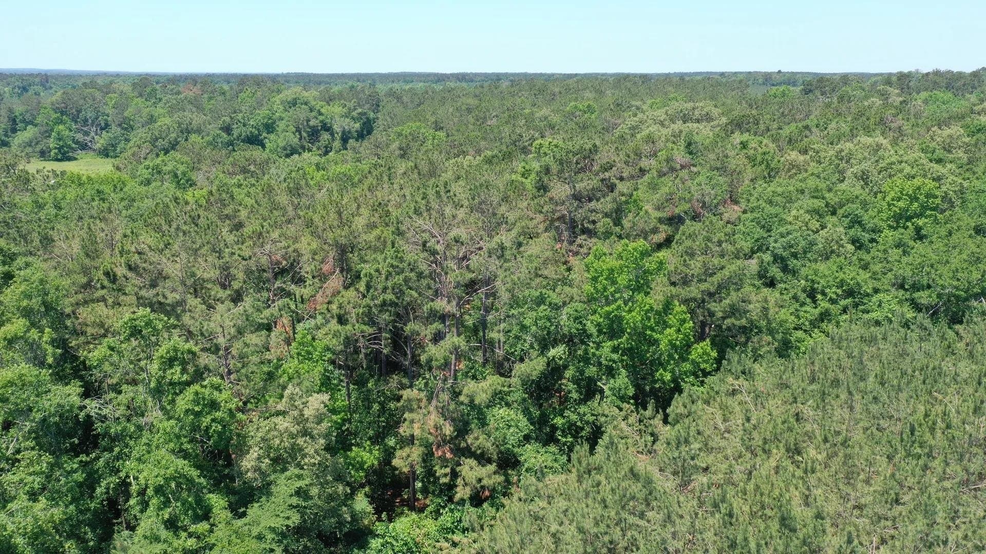 103.53 acres in Panola County gallery image 2
