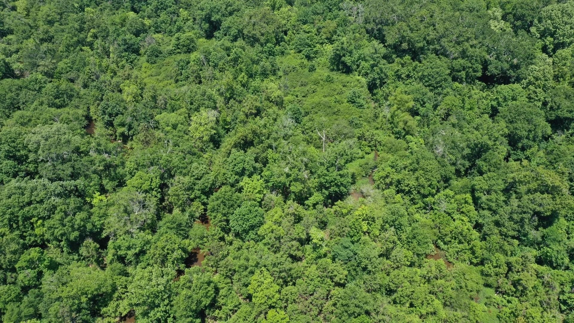 103.53 acres in Panola County - photo 6