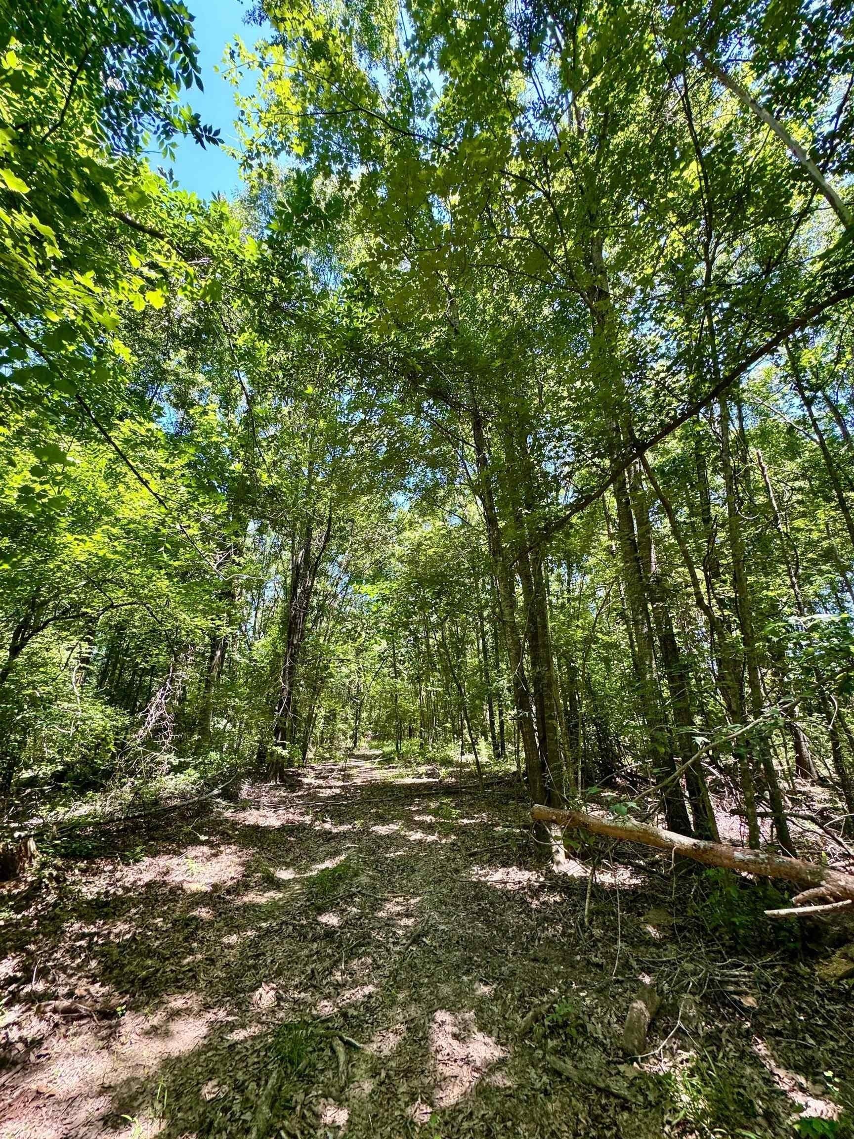 103.53 acres in Panola County - photo 9