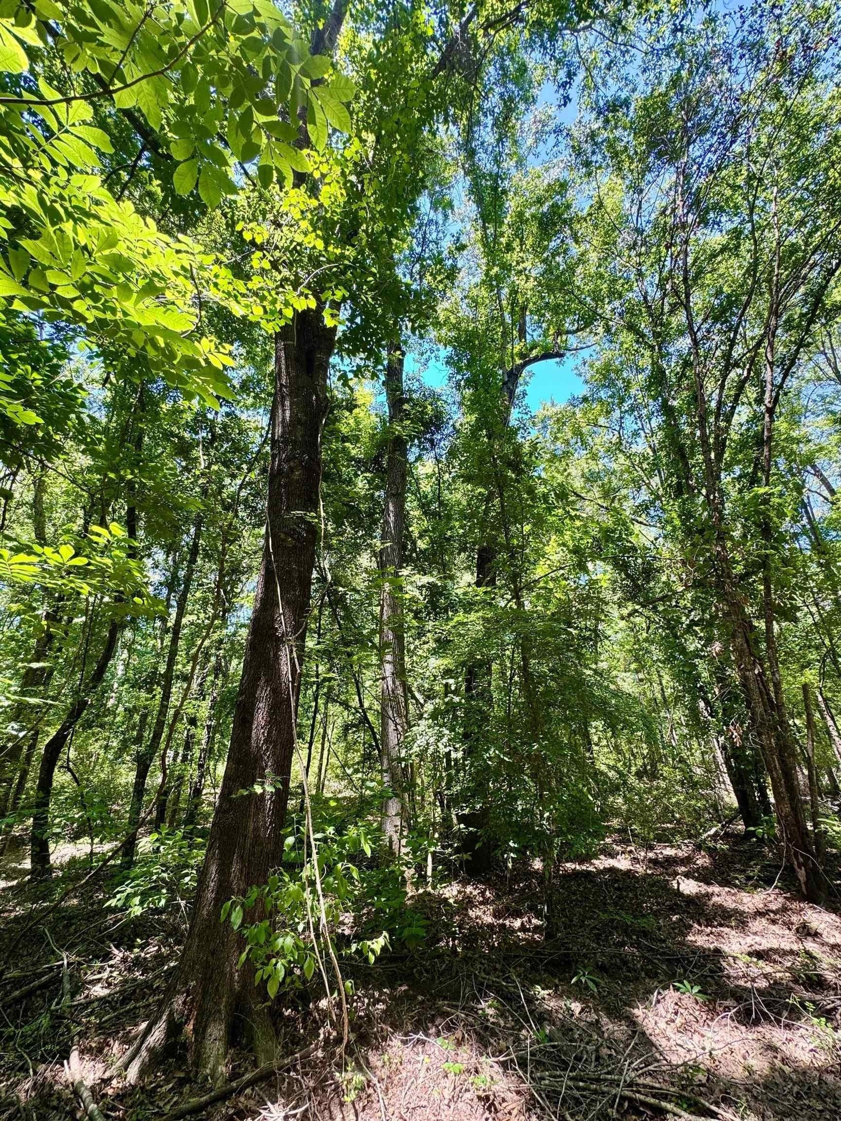 103.53 acres in Panola County - photo 12