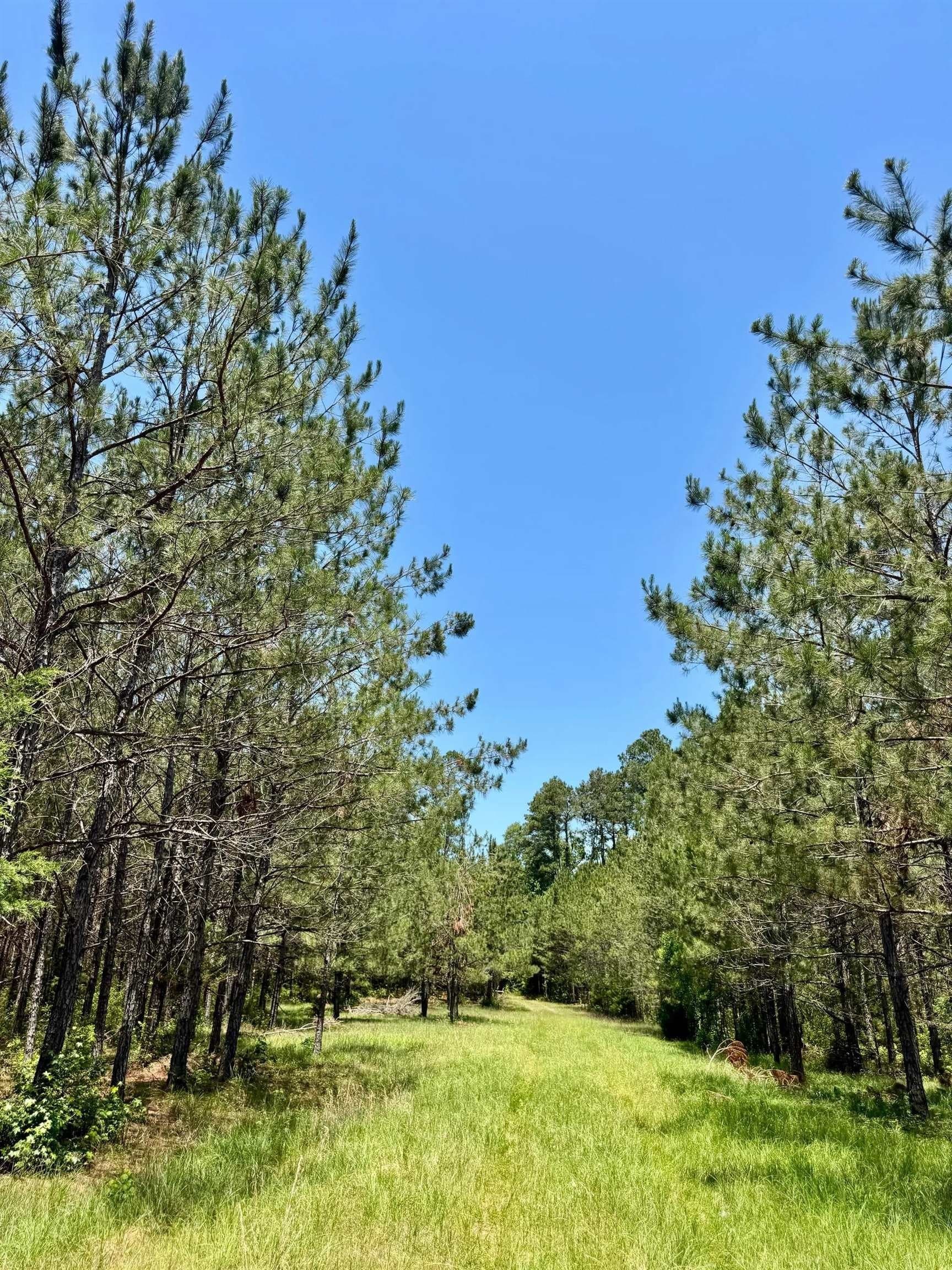 103.53 acres in Panola County - photo 16